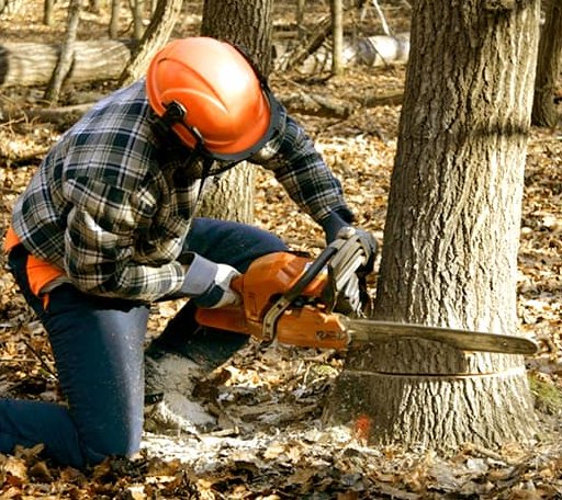 Tree Removal in Holly Pond, AL
